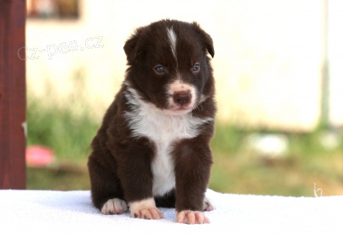 �t���tka Border kolie s PP hn�dob�l�