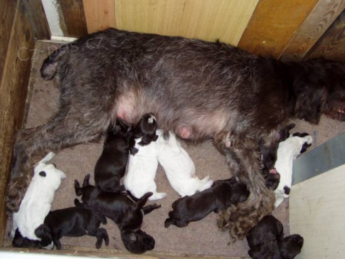 Prod�m �t��ata �esk�ho fouska s PP