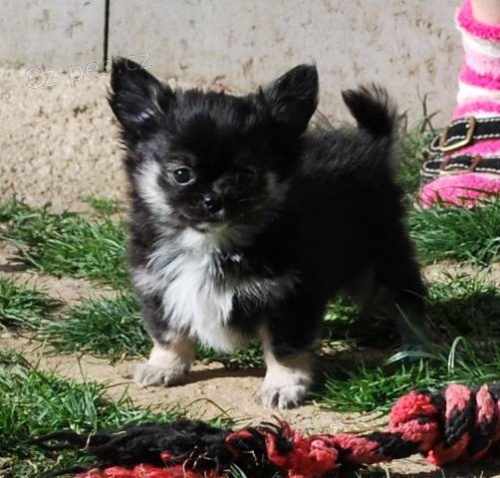 �ivava dlouhosrst�