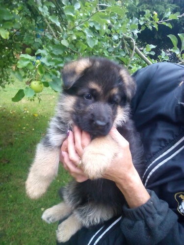 N�meck� ov��k - prod�m �t��ata