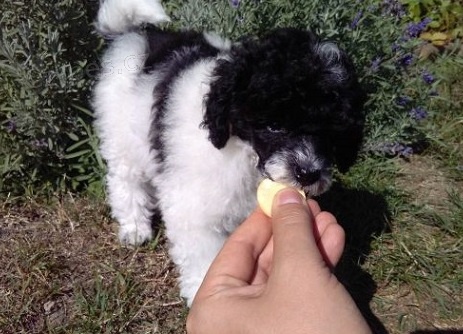 Pudl toy v�cebarevn� harlek�n