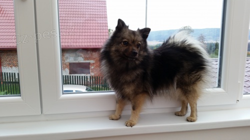 Popt�vka  ke kryt�