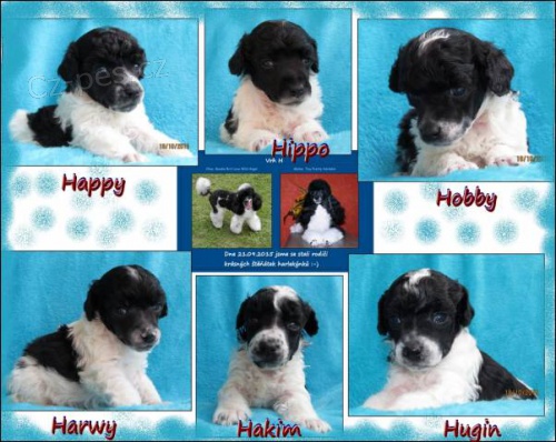 Pudl trpasli�� v�cebarevn� - Harlek�n /�ernob�l�/