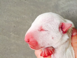 Miniaturn� bullterier - �t��ata s PP