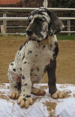 N�meck� doga -  �t��ata s PP