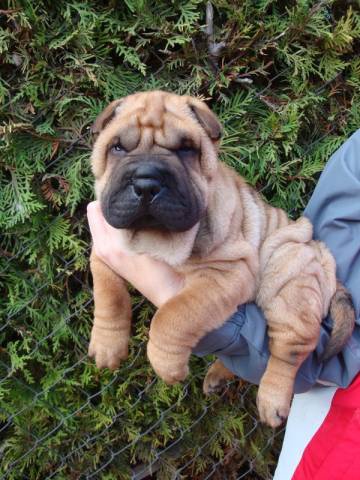 Šarpej, Shar-pei Šarpej, Shar-pei