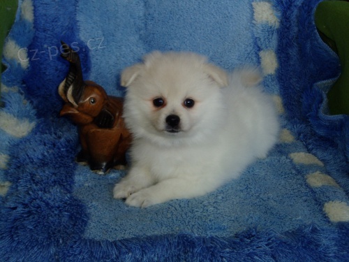 N�meck� �pic, b�l�