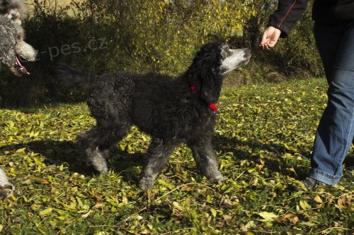 Pudl velk� st��brn� s PP