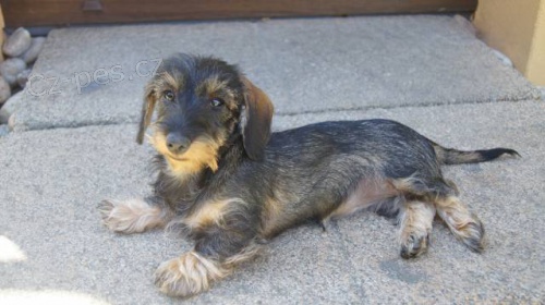 Jezev��k drsnosrst� trpasli��/kr�li�� s PP