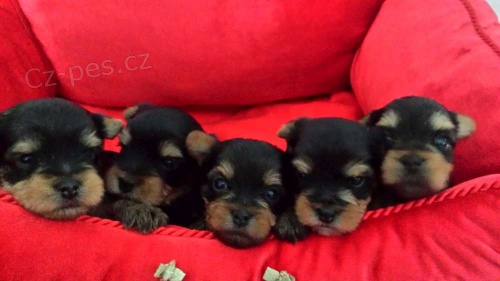 Jork��r teri�r-�t���tka s PP