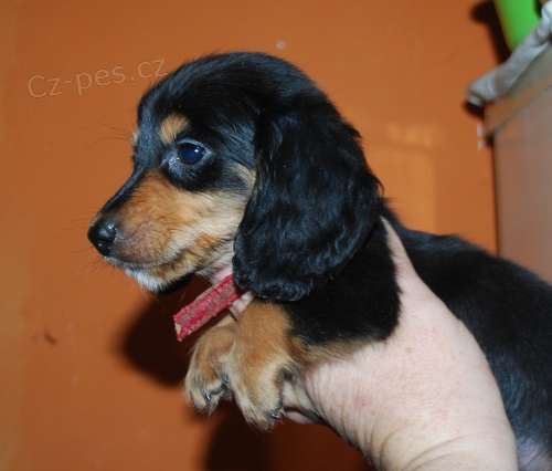 Jezev��k dlouhosrsrt�