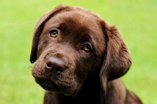 Labrador �okol�dov� �t���tka s PP