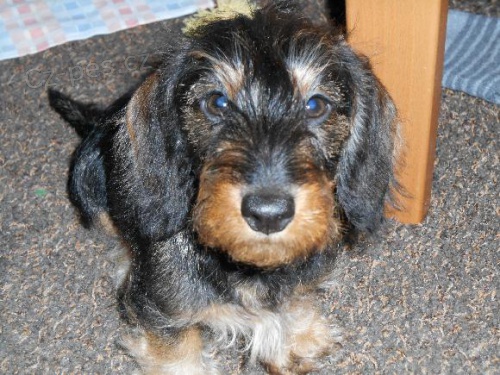 Jezev��k drsnosrst� kr�li��