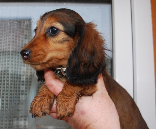 �t���tka dlouhosrst�ho jezev��ka