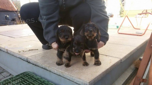 �t��ata jezev��ka s PP fenky