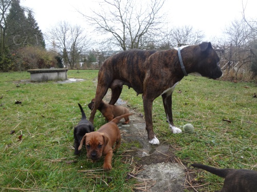 Daruji �t��ata boxerky a jezev��ka (Ostrava)