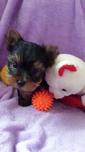 Jork��r teri�r-�t���tka s PP