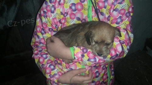 Prod�m n�dhern� �t���tka jezev��k�.