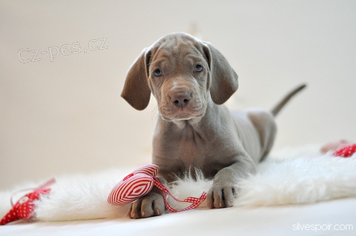 V�marsk� oha� - �t���tko s PP