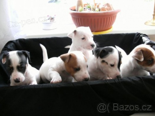Jack Russell Terier Jack Russell Terier