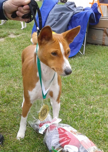 �t���tka BASENJI