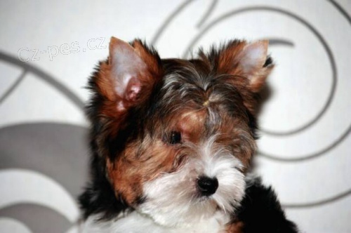Biewer Yorkshire terrier Biewer Yorkshire terrier