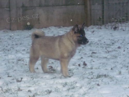 Norsk� los� pes �ed�