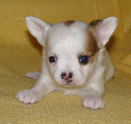 �ivava, kr�sn� �t���tka s PP.