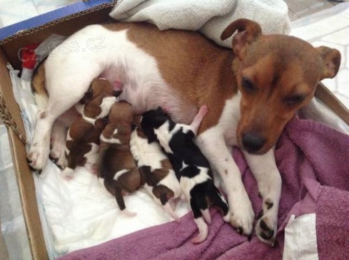 Prod�me �t���tka