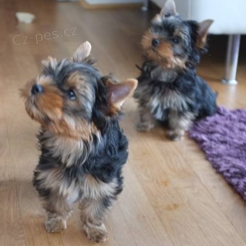 Yorkshire terrier - Kr�sn� a zdrav� �t���tka s PP