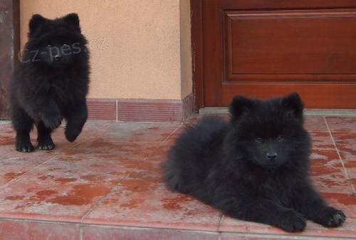 N�meck� �pic velk� �ern� prod�m kvalitn� �t��ata s PP