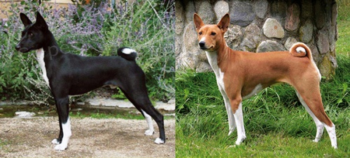 Basenji �t��ata s PP
