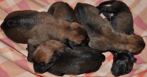 Prod�m �t��ata Belgick�ho ov��ka - Malinois bez PP