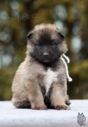 �t���tka Belgick� ov��k Tervueren