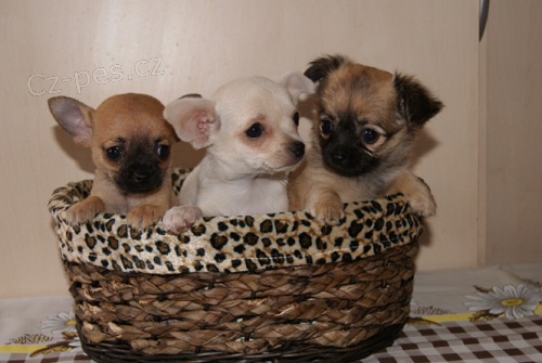 �ivava dlouho a kr�tkosrst�