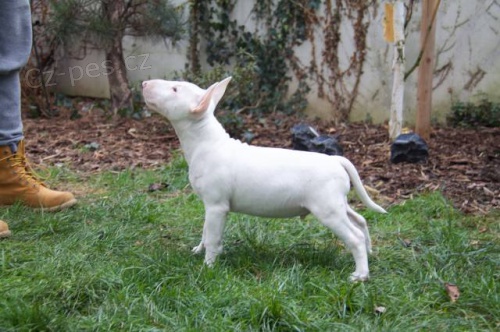 Miniaturn� bulteri�r s PP