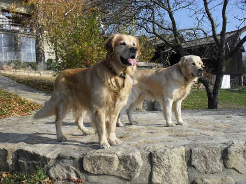 Shnme fenku pro naeho pejska