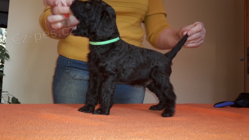 Prod�m �t�n� pudla kr�lovsk�ho s PP