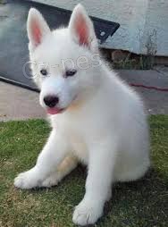 Sibiřský husky Sibiřský husky