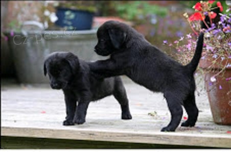 Labradorský retrívr na prodej s PP Labradorský retrívr na prodej s PP