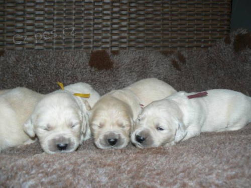 Zlat� retr�vr - golden retriever s PP �t��ata