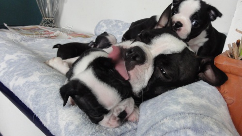 Bostonsk� teri�r