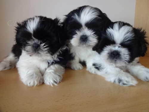 Prod�m Shih-tzu