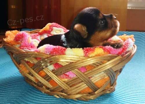 Jork��rsk� teri�r s PP - �t��ata