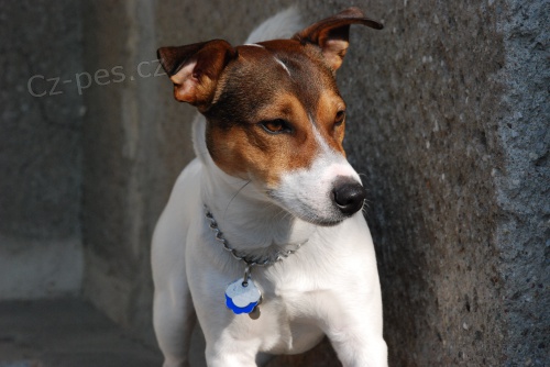 Nabídka krytí Jack Russell Terrier Nabídka krytí Jack Russell Terrier
