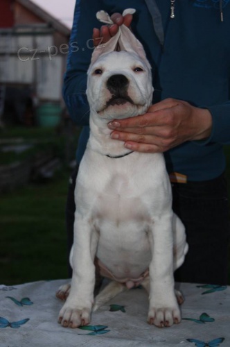 Argentinsk� doga - �pi�kov� �te��tka