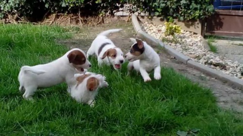 Predám šteniatka JRT s PP Predám šteniatka JRT s PP