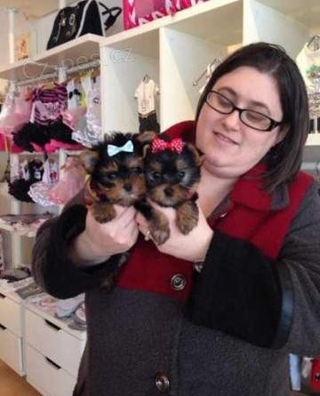 Čistokrevná Tiny Yorkie Štěňata Čistokrevná Tiny Yorkie Štěňata