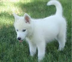 Husky Štěňata Husky Štěňata