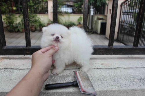 Děsivý T-Cup Pomeranský Štěňata Děsivý T-Cup Pomeranský Štěňata